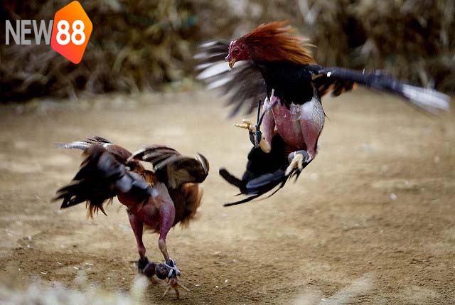 Đá Gà Cựa Dao Trực Tiếp – Đá Gà Mỹ Philippines – NEW88 1 Đá Gà Cựa Dao Trực Tiếp – Đá Gà Mỹ Philippines – NEW88