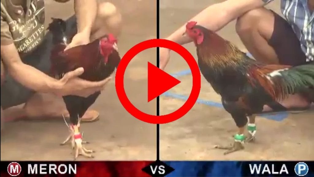 Đá Gà Trực Tiếp Tại New88 Cách Chơi Đơn Giản Mà Hiệu Quả 2024 3 Đá Gà Trực Tiếp Tại New88 Cách Chơi Đơn Giản Mà Hiệu Quả 2024