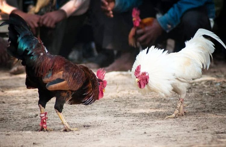 Đá Gà Campuchia Tại New88 Lịch sử, Luật chơi, Cách đặt cược 2 Đá Gà Campuchia Tại New88 Lịch sử, Luật chơi, Cách đặt cược